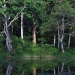 Hutan Hujan Indonesia